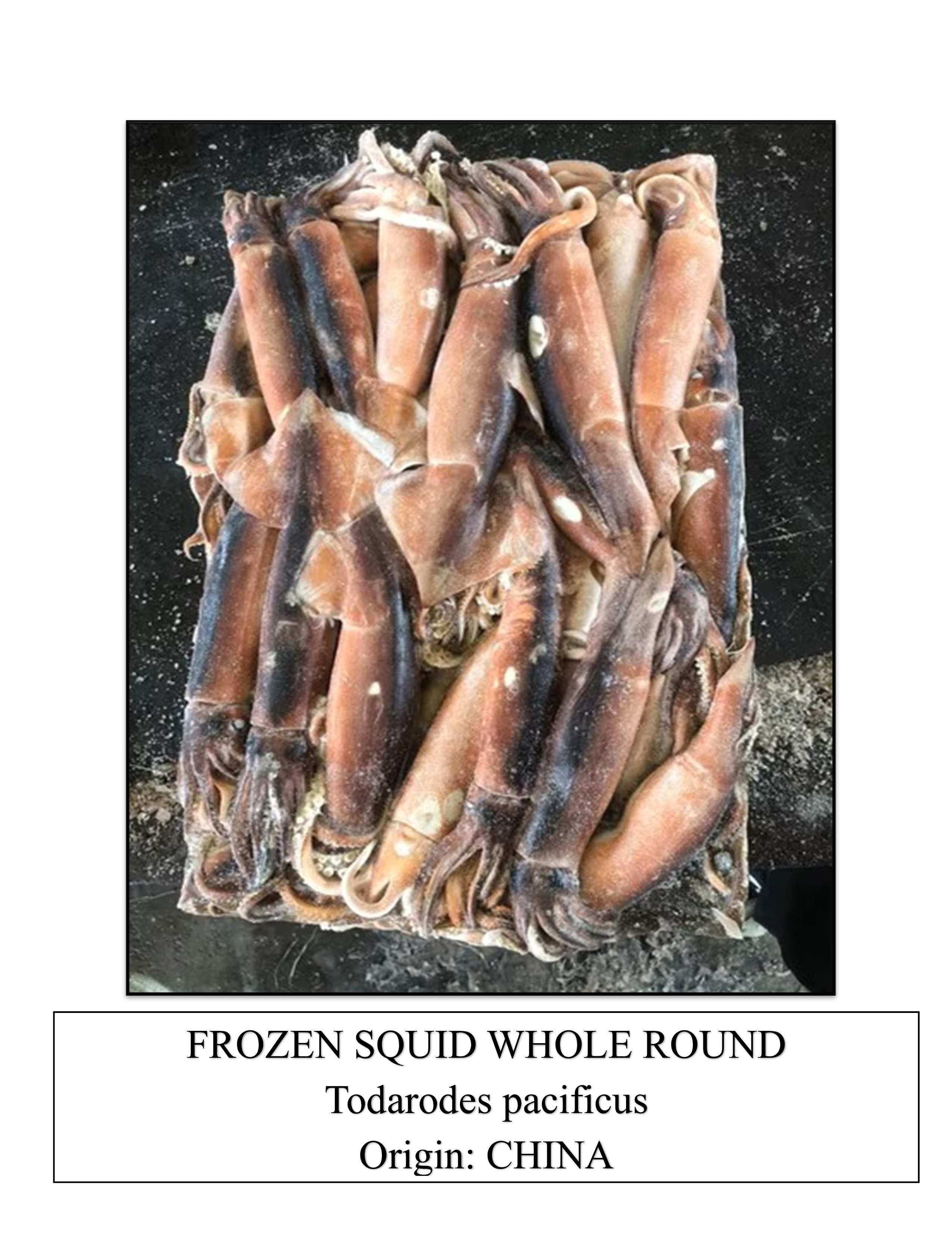 Frozen Squid Whole Round